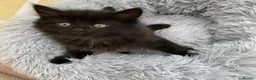 Mixed Breed cats for sale: Fluffy kittens looking for forever home - Advert 19