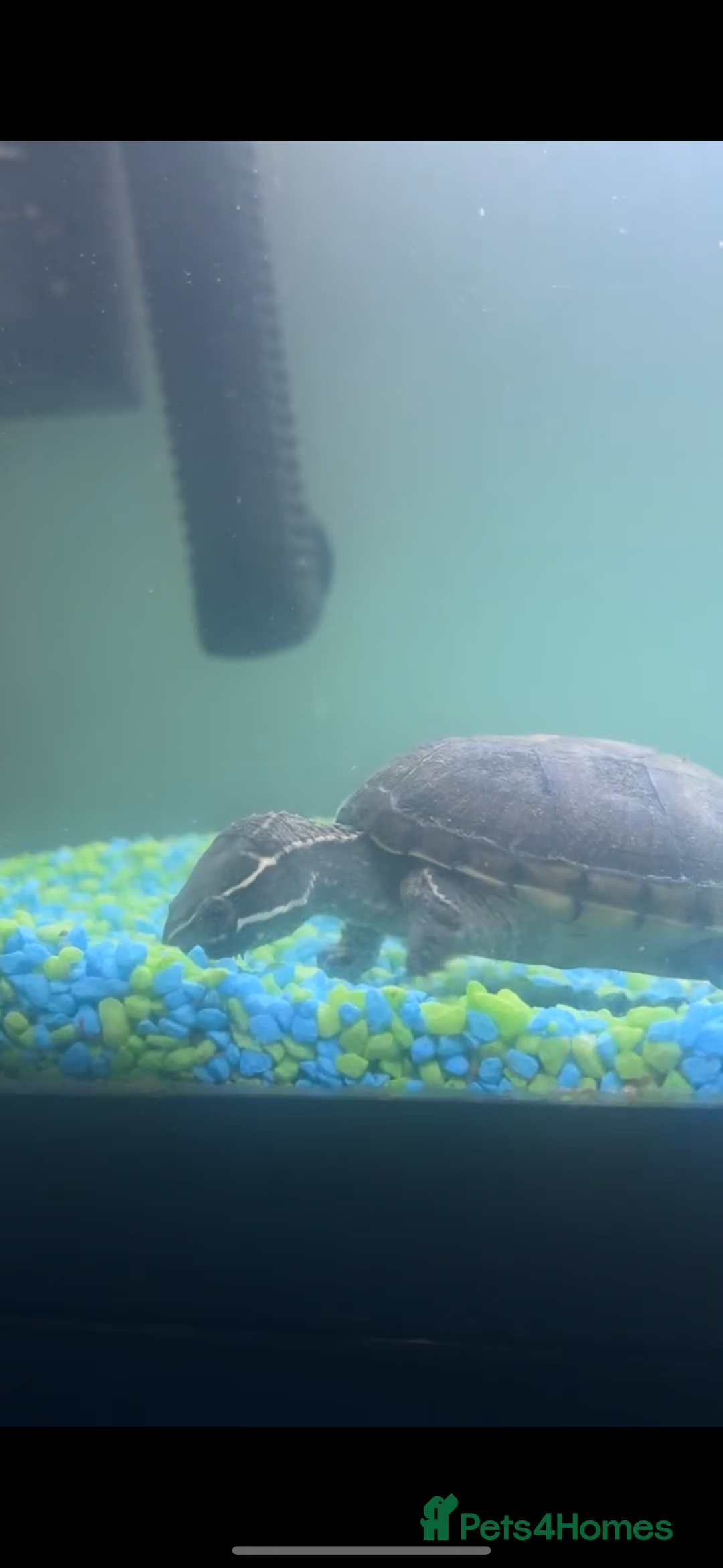 Turtle reptiles for sale: Common musk turtle  - Image 2