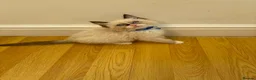 Ragdoll cats for sale: Ragdoll kittens for sale - Advert 11
