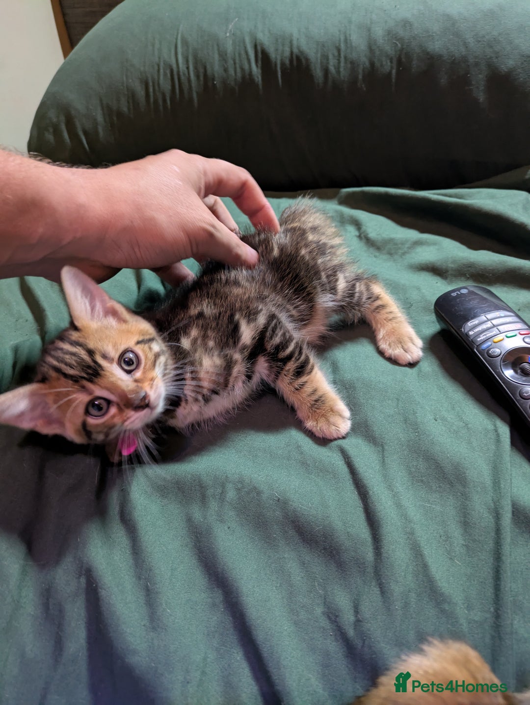 Mixed Breed cats for sale: Have two male and 2 female kittens   - Image 5