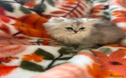Scottish Fold cats for sale: Now Taking Reservations Scottish Straight  - Image 26