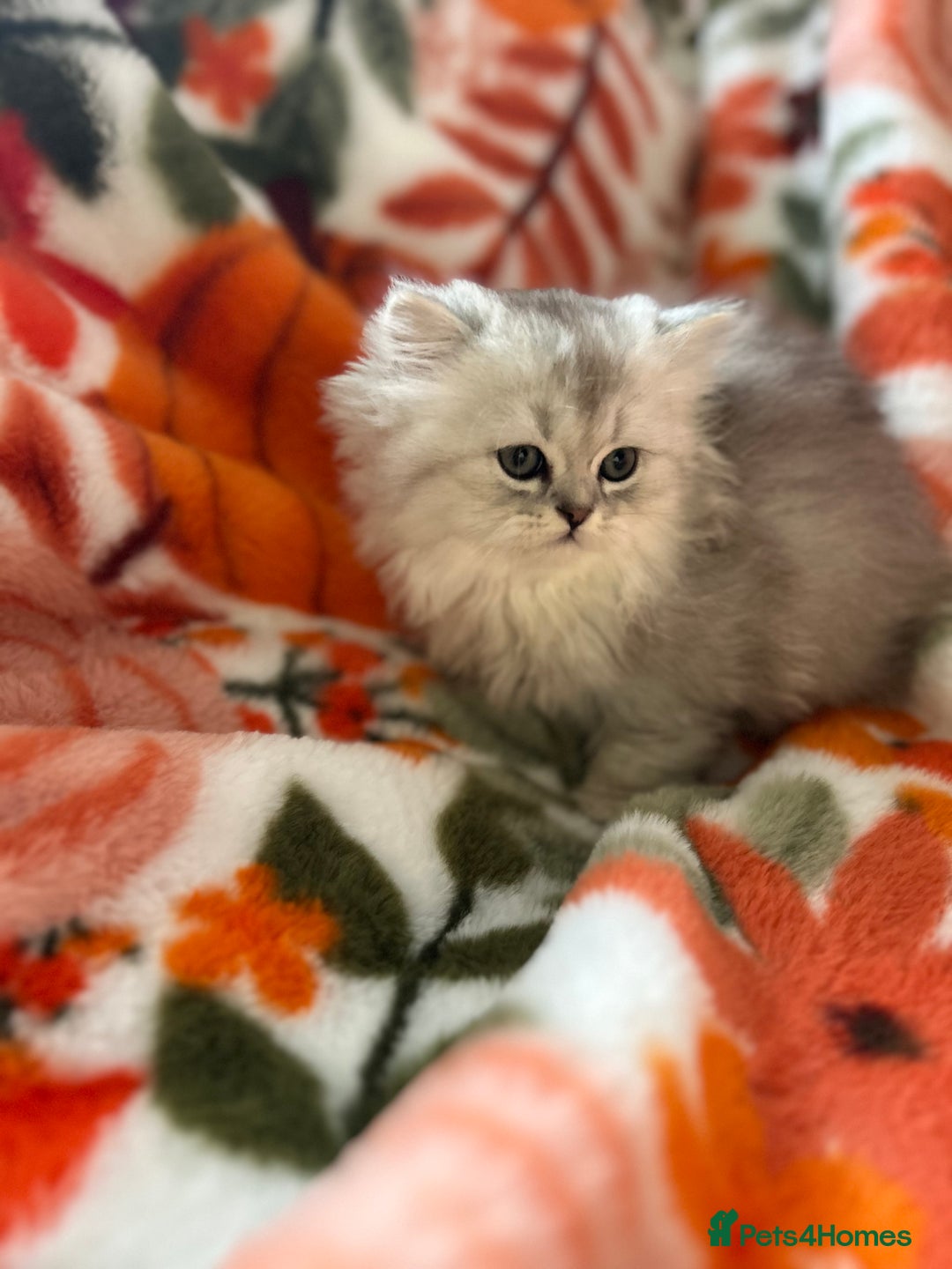 Scottish Fold cats for sale: Now Taking Reservations Scottish Straight  - Image 26