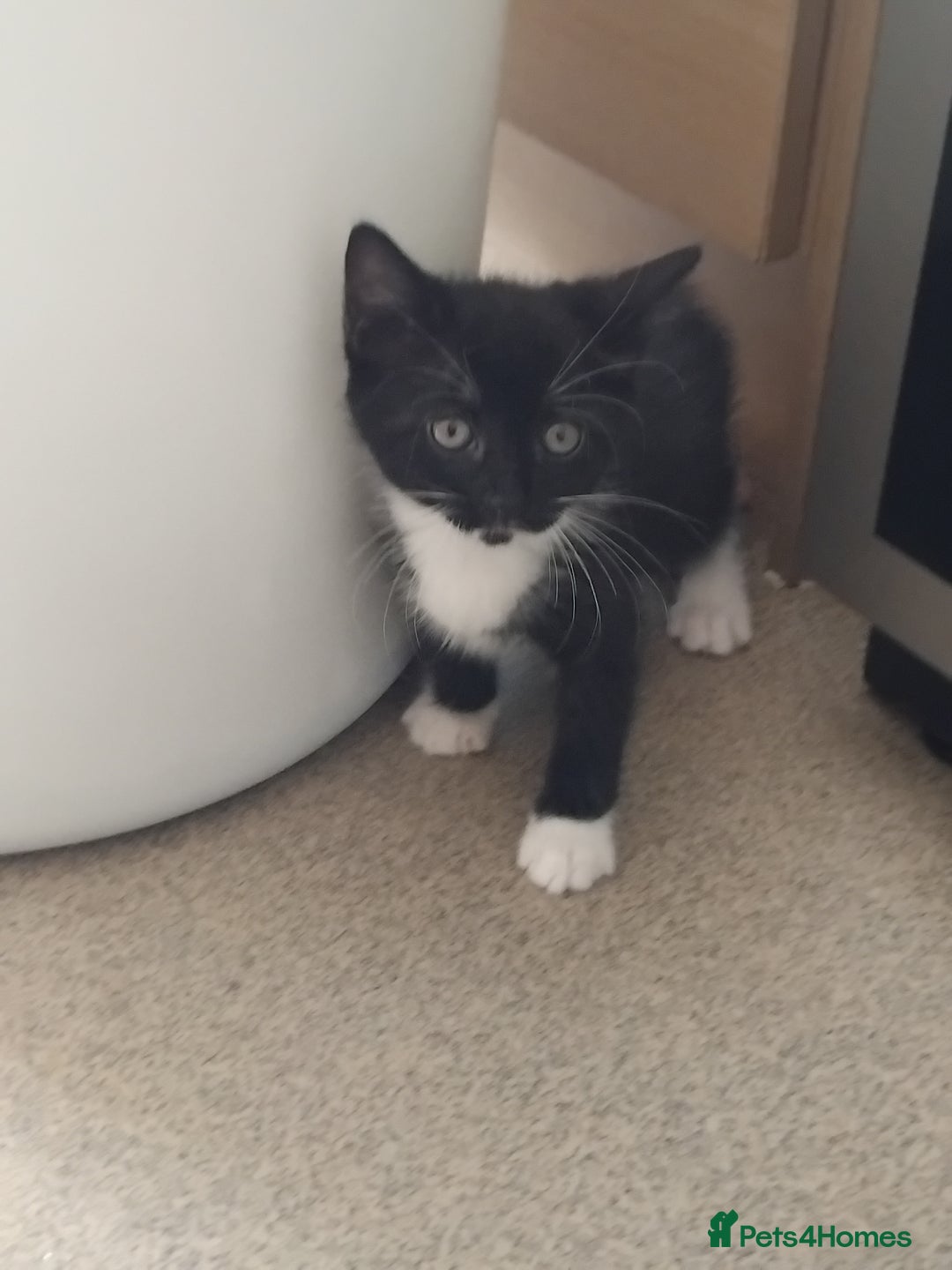 Mixed Breed cats for sale: 1 gorgeous female bengal x kitten for sale. - Image 12