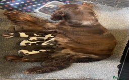 Cocker Spaniel dogs for sale: Show Cocker Puppies - Image 9