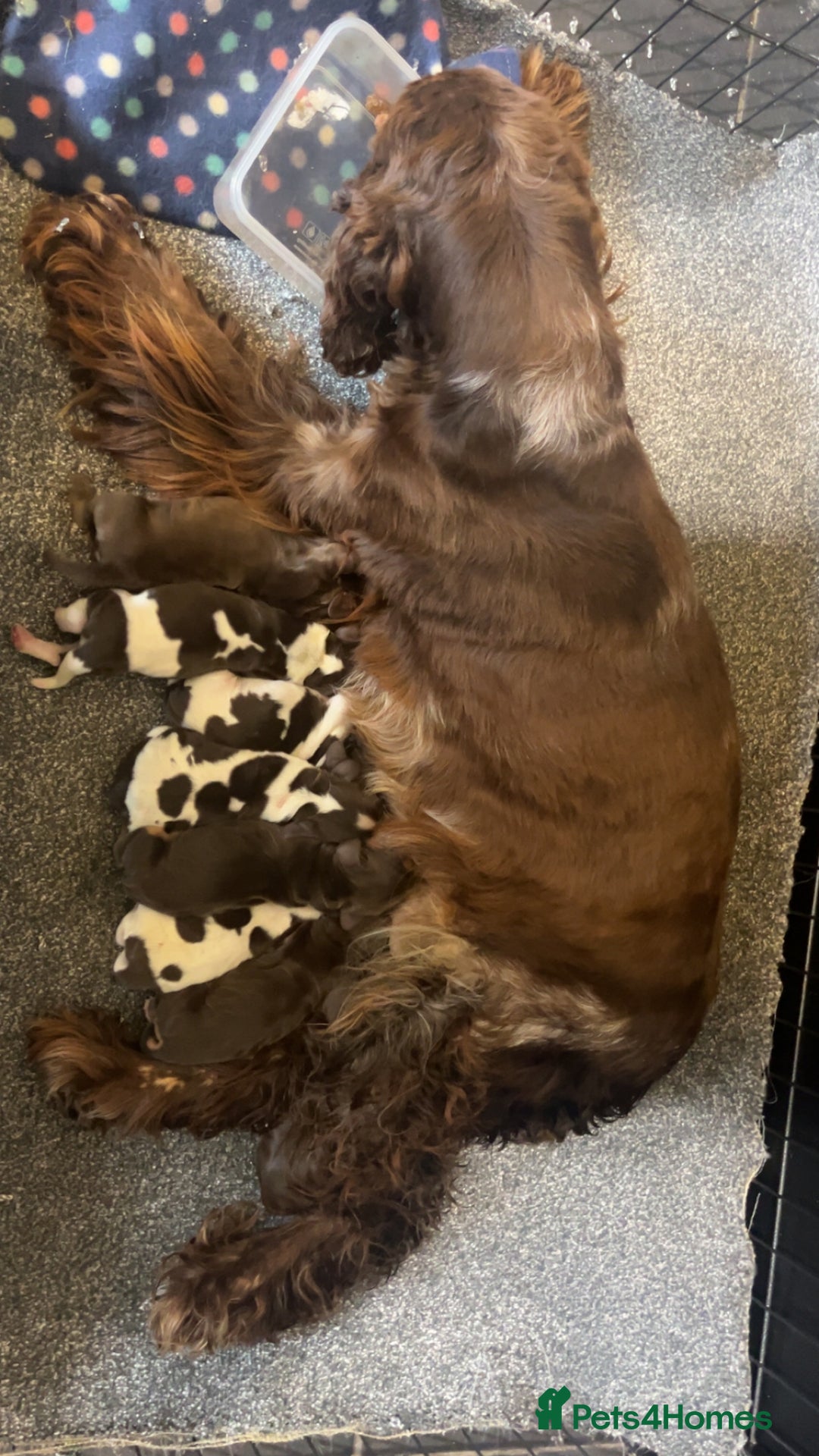 Cocker Spaniel dogs for sale: Show Cocker Puppies - Image 9