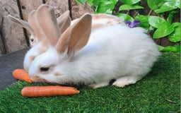 Giant Papillon rabbits for sale: Pure Giant Papillon Kits - Vaccinated - RESERVE - Image 4
