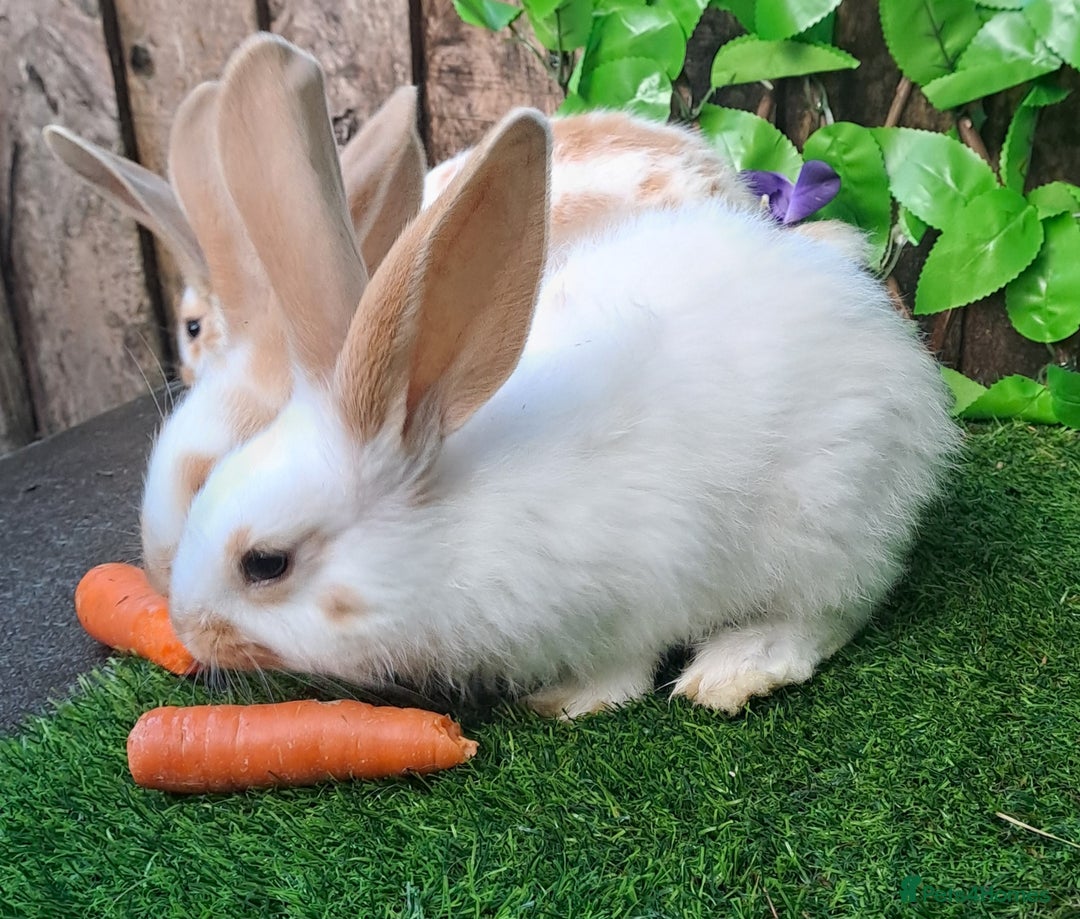 Giant Papillon rabbits for sale: Pure Giant Papillon Kits - Vaccinated - RESERVE - Image 4