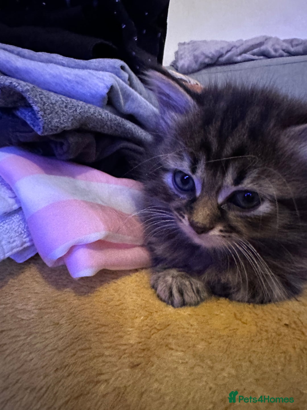 Mixed Breed cats for sale: Ragdoll Cross Kittens, 2 boys 1 girl - Advert 31