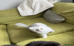 Persian cats for sale: PERSIAN CHINCHILLA - Image 5