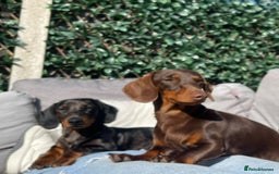 Miniature Dachshund dogs for sale: Miniature Dachshund Puppies for Sale!💙🩷 - Image 3