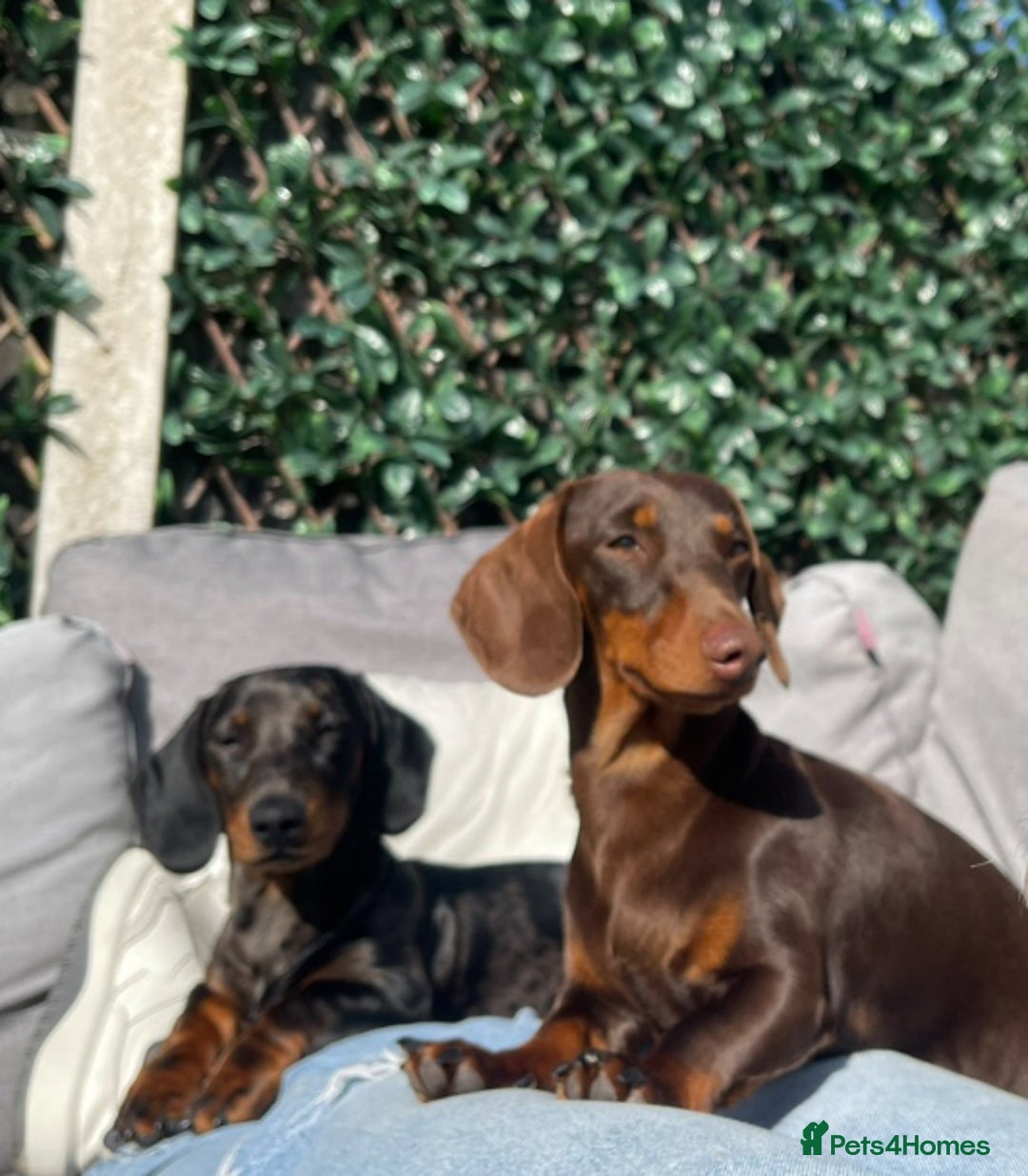 Miniature Dachshund dogs for sale: Miniature Dachshund Puppies for Sale!💙🩷 - Image 3