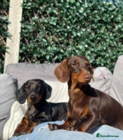 Miniature Dachshund dogs - Advert 16