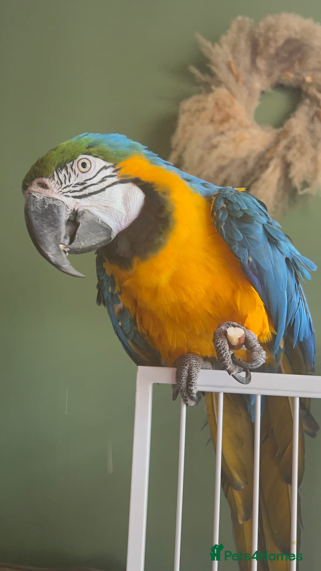 Macaws birds for sale: Male macaw parrot - Image 6