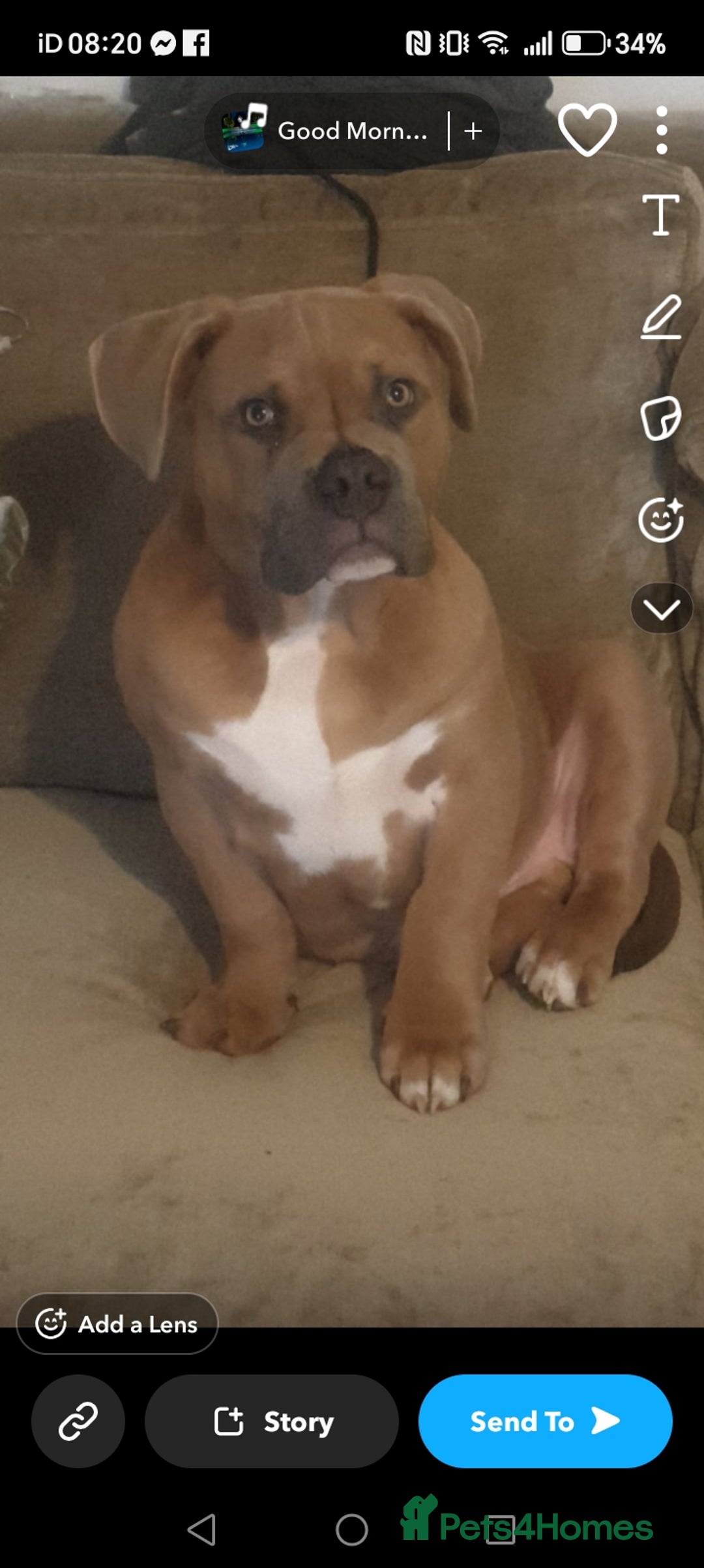 American Bully dogs for sale: 13 month old pocket bully male  - Advert 5
