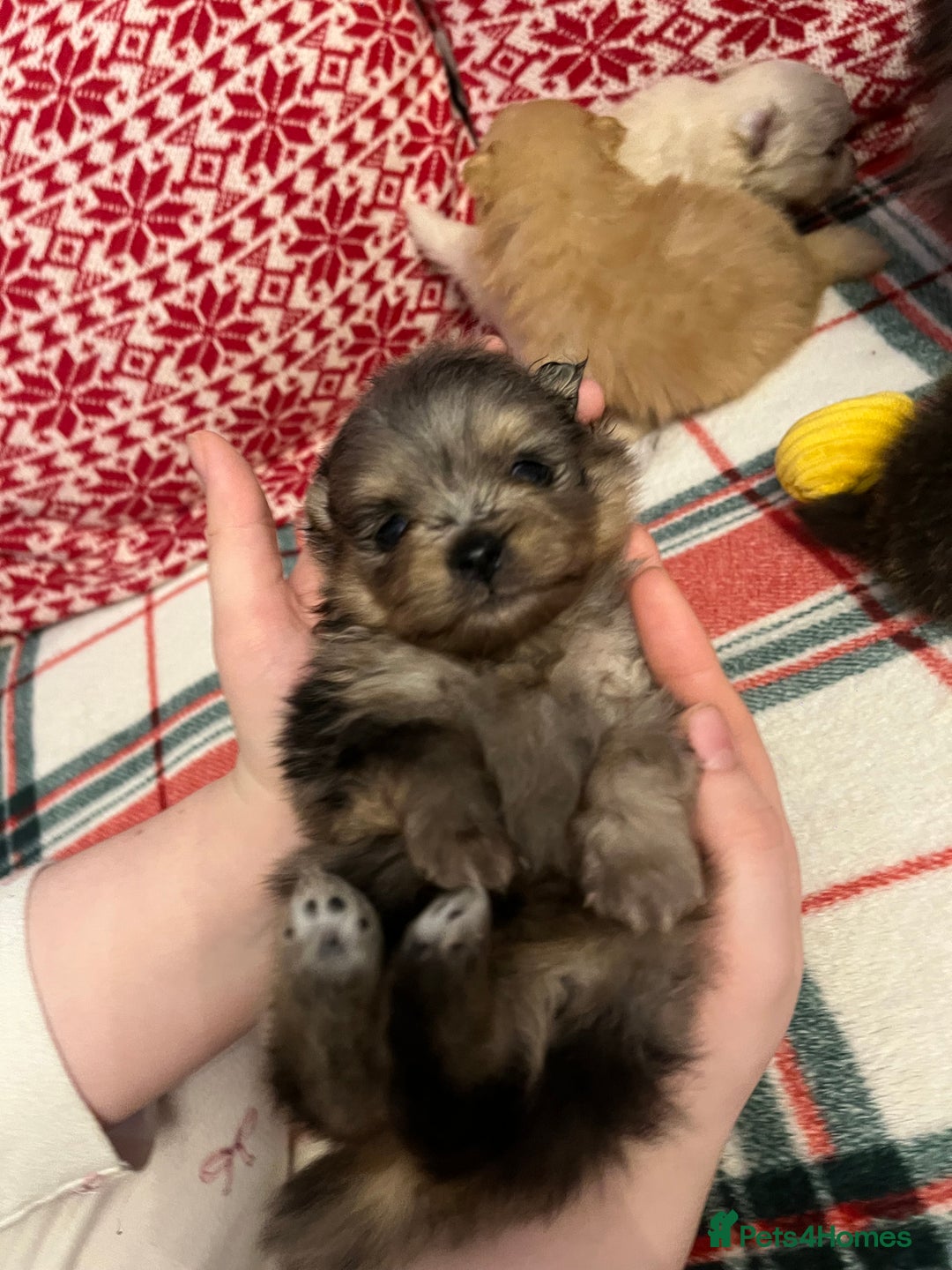 Pomeranian dogs for sale: Stunning Pomeranian puppys - Advert 38