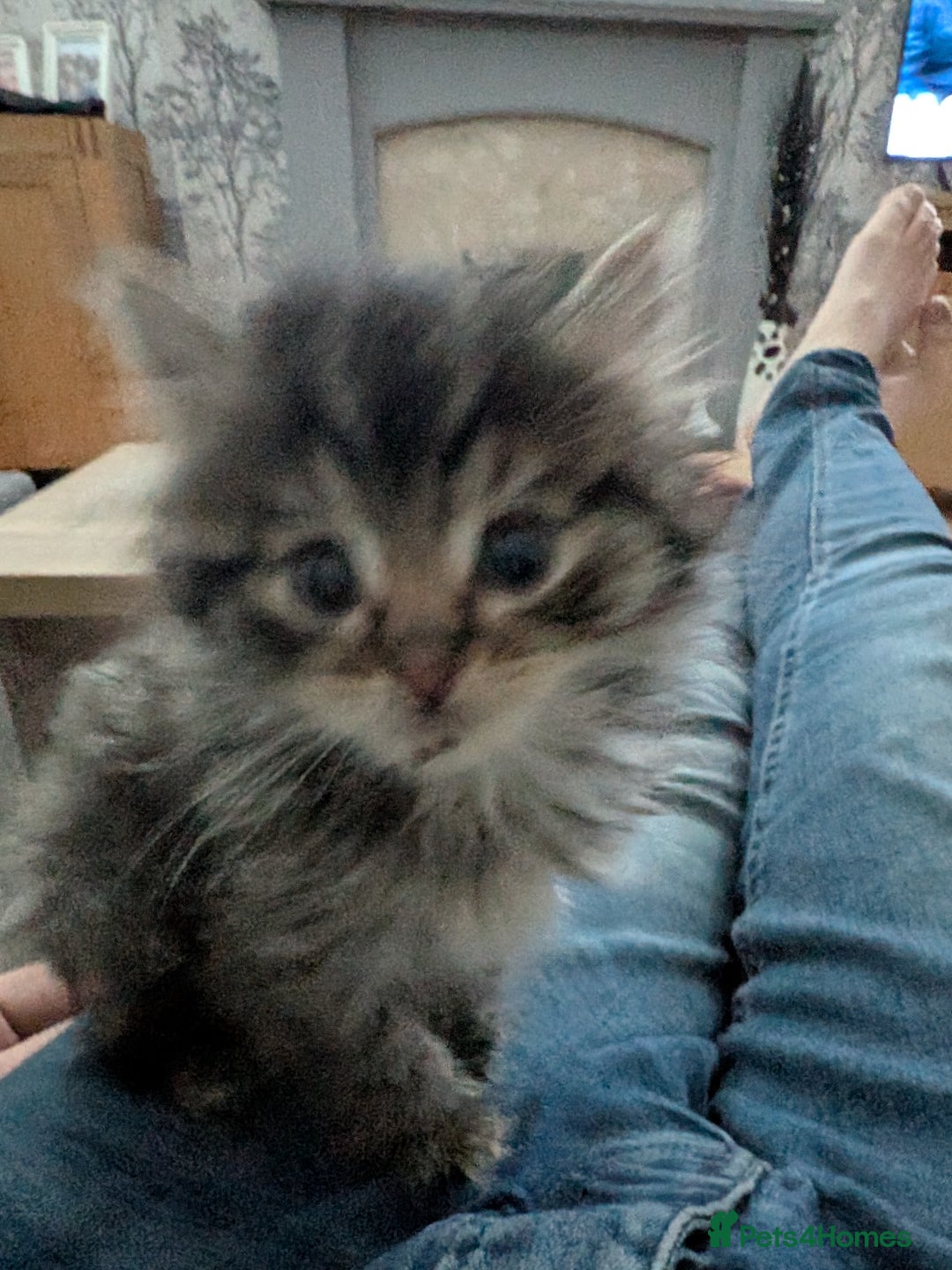 Mixed Breed cats for sale: Fluffy Ragdoll type kittens  - Advert 2