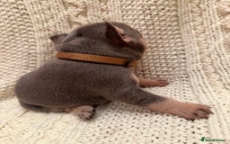 French Bulldog dogs for sale: 5 KC registered French Bulldogs🐾 - Image 13