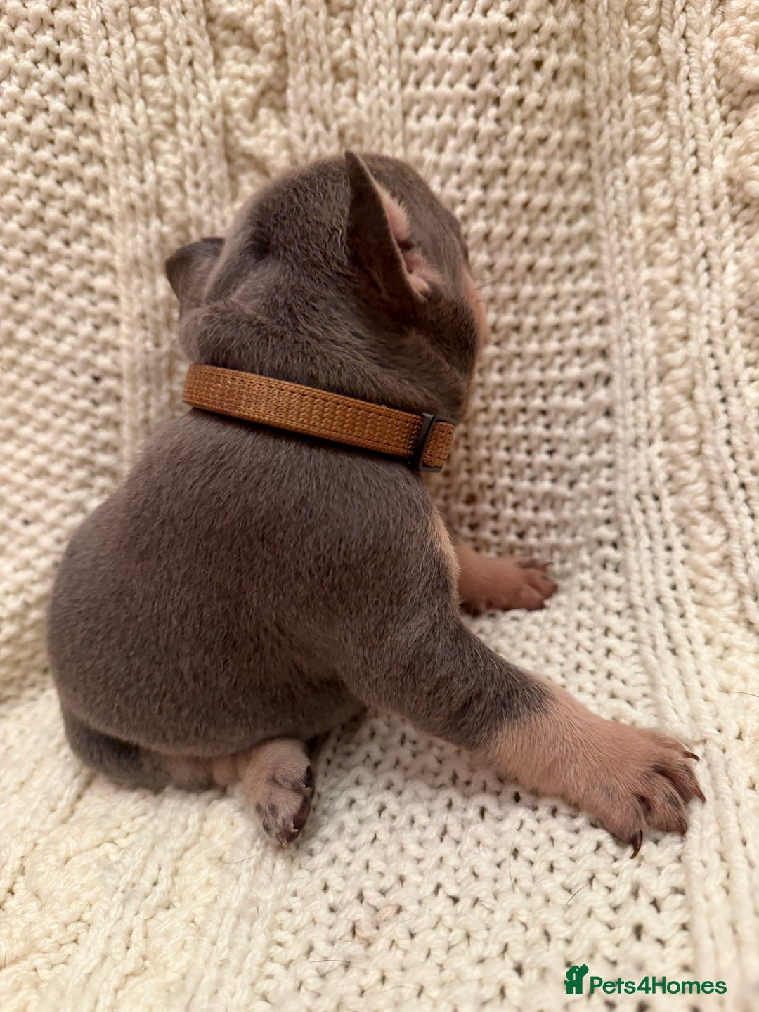 French Bulldog dogs for sale: 5 KC registered French Bulldogs🐾 - Image 13