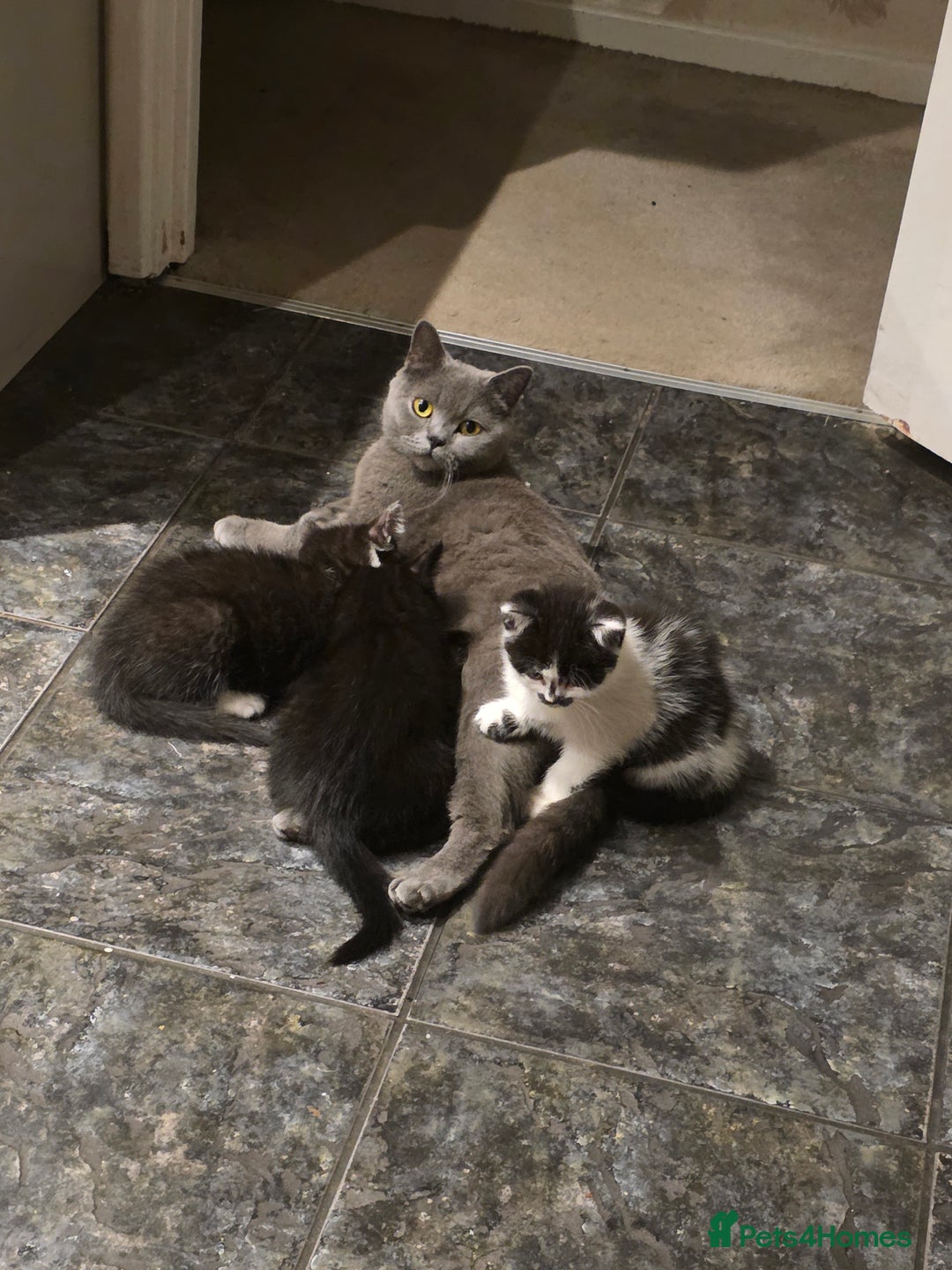 Mixed Breed cats for sale: Mum is a blue British shorthair  - Advert 2