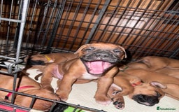 Boxer dogs for sale: 10 Boxer X Puppies - Ready 13th October - Image 34