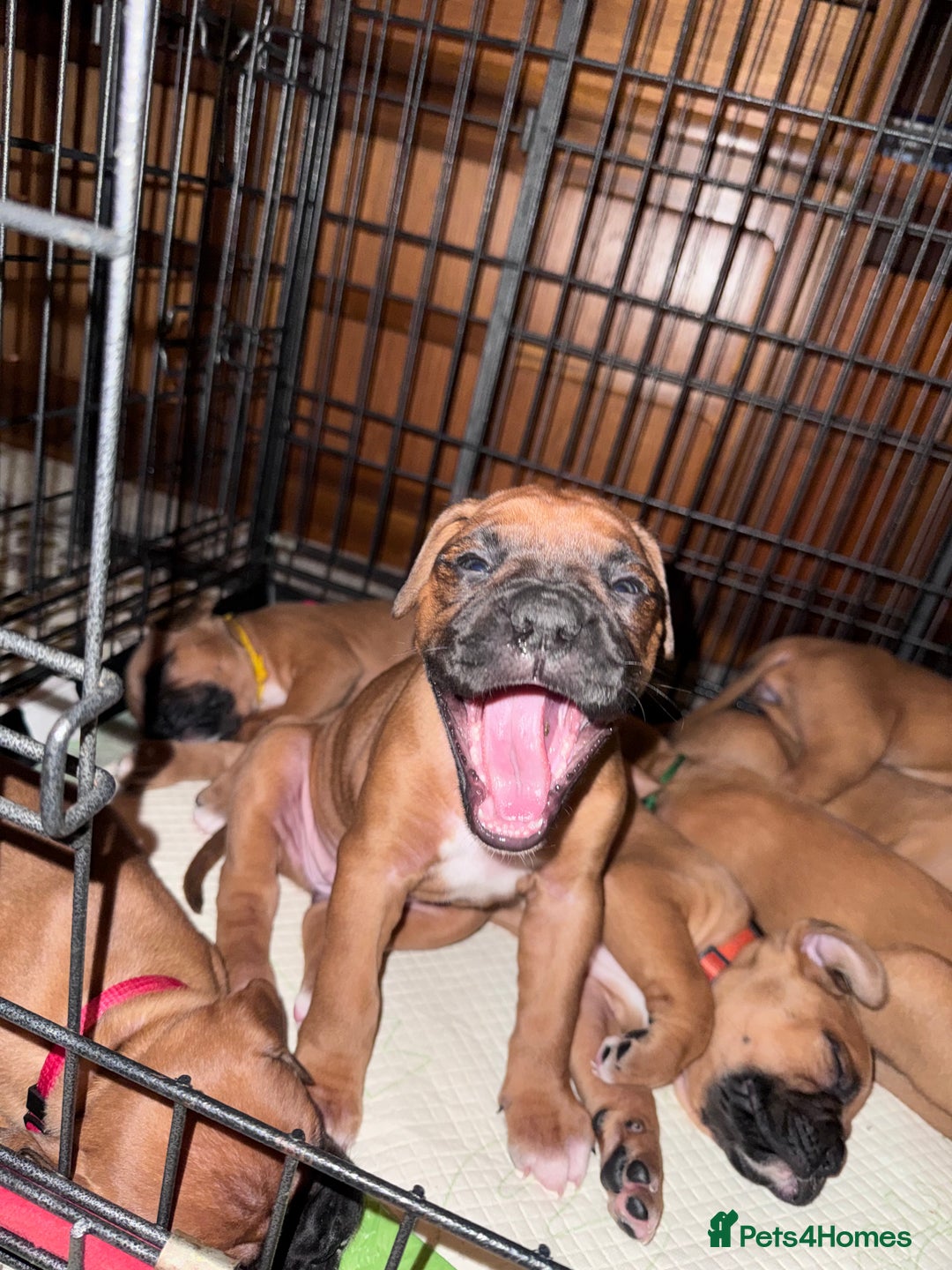 Boxer dogs for sale: 10 Boxer X Puppies - Ready 13th October - Image 34