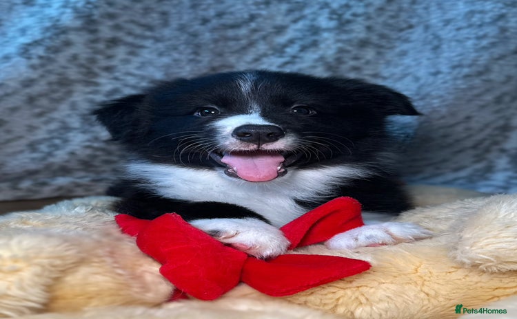 Border Collie dogs - Advert 5