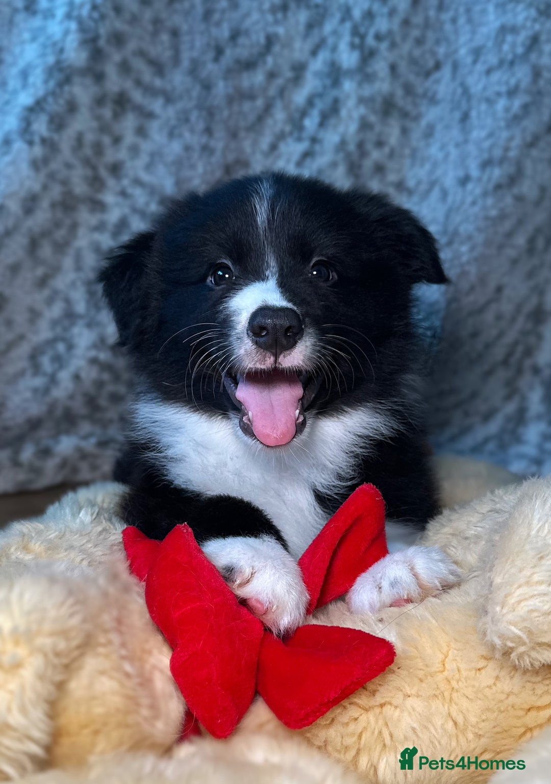 Border Collie dogs for sale: Champion line pups from health tested parents   - Image 1
