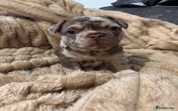 French Bulldog dogs for sale: QUALITY FRENCH BULLDOG PUPPIES - Advert 4