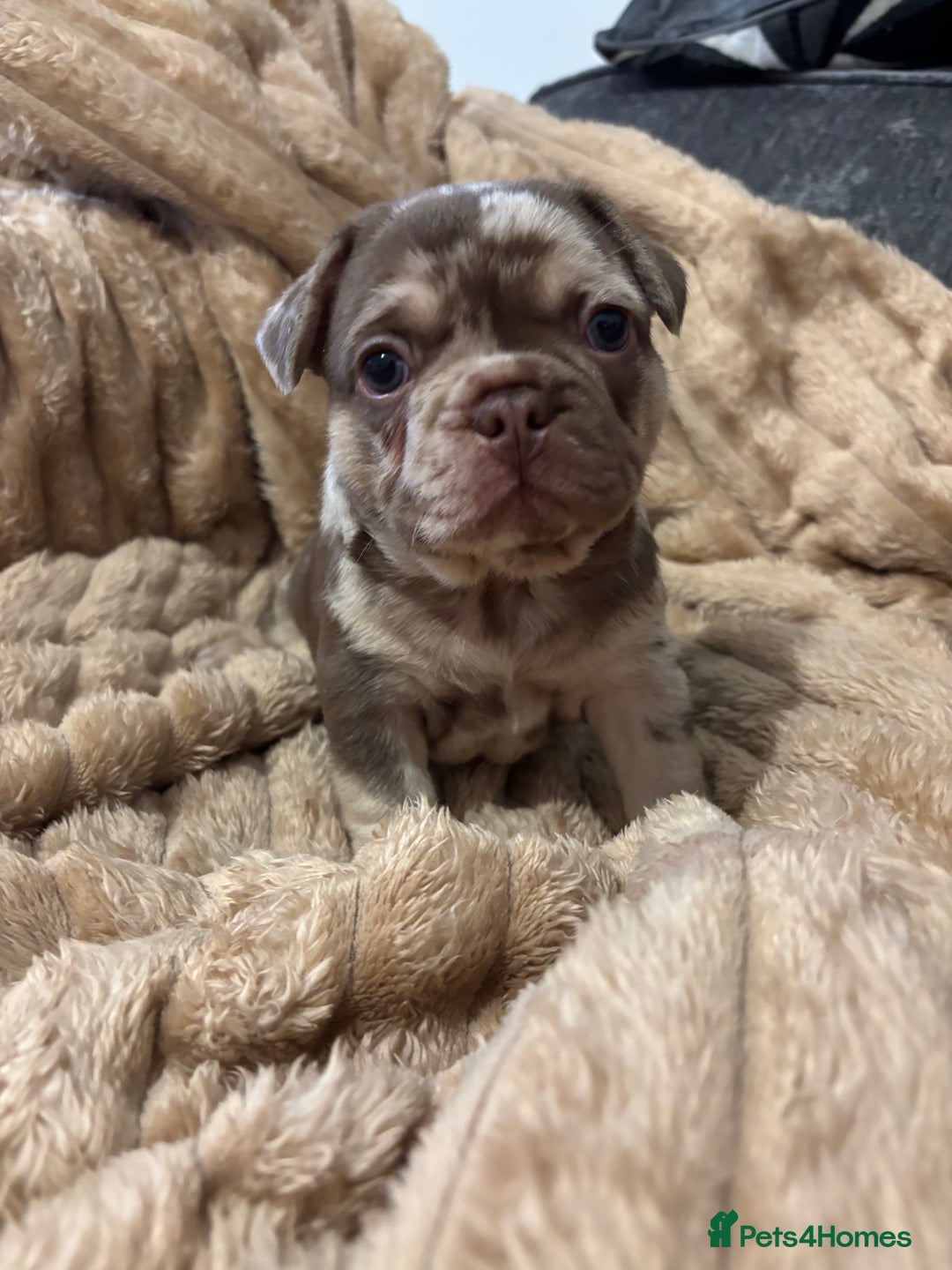 French Bulldog dogs for sale: QUALITY FRENCH BULLDOG PUPPIES - Advert 4