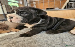 English Bulldog dogs for sale: Outstanding KC English Bulldogs, Top Quality Pups - Image 20