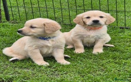 Golden Retriever dogs for sale: KC GOLDEN RETRIEVER PUPPIES  - Image 13