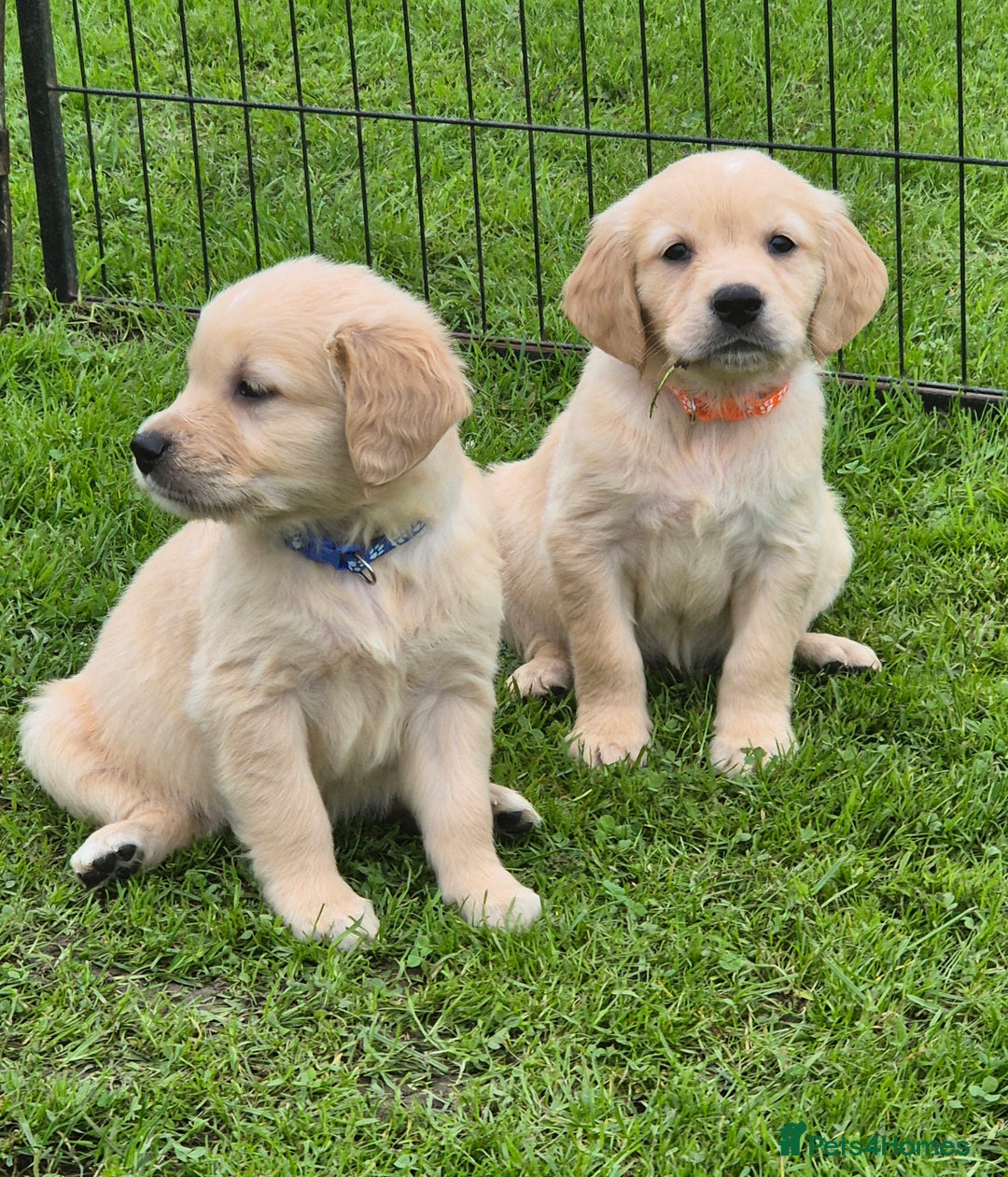 Golden Retriever dogs for sale: KC GOLDEN RETRIEVER PUPPIES  - Image 13
