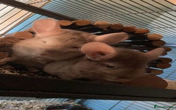 Chinchilla rodents for sale: Two female chinchillas and cage  - Image 1