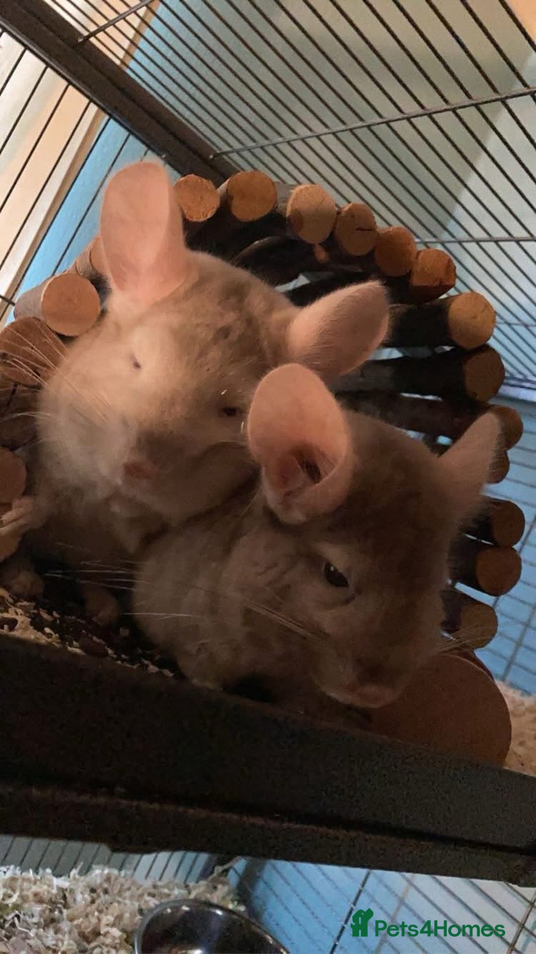 Chinchilla rodents for sale: Two female chinchillas and cage  - Image 1