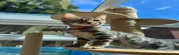 Bengal cats for sale: ❤️ Gorgeous Pure Bengal Babies! ❤️ - Advert 17