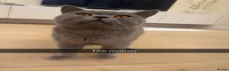 British Shorthair cats for sale: British shorthair kittens for sale  in Bristol - Advert 2