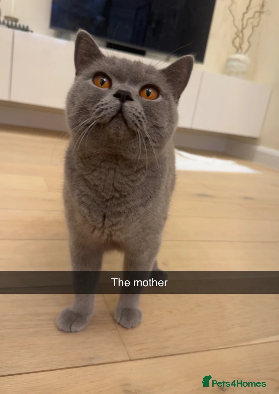 British Shorthair cats for sale: British shorthair kittens for sale  in Bristol - Advert 2