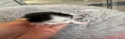 Mixed Breed cats for sale: Beautiful babies  - Advert 6