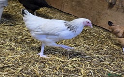 Chickens poultry for sale: Our last Hybrid POL hens of 2025 - Image 8