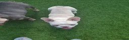 French Bulldog dogs for sale: Beautiful  French Bulldog Puppy - Advert 16