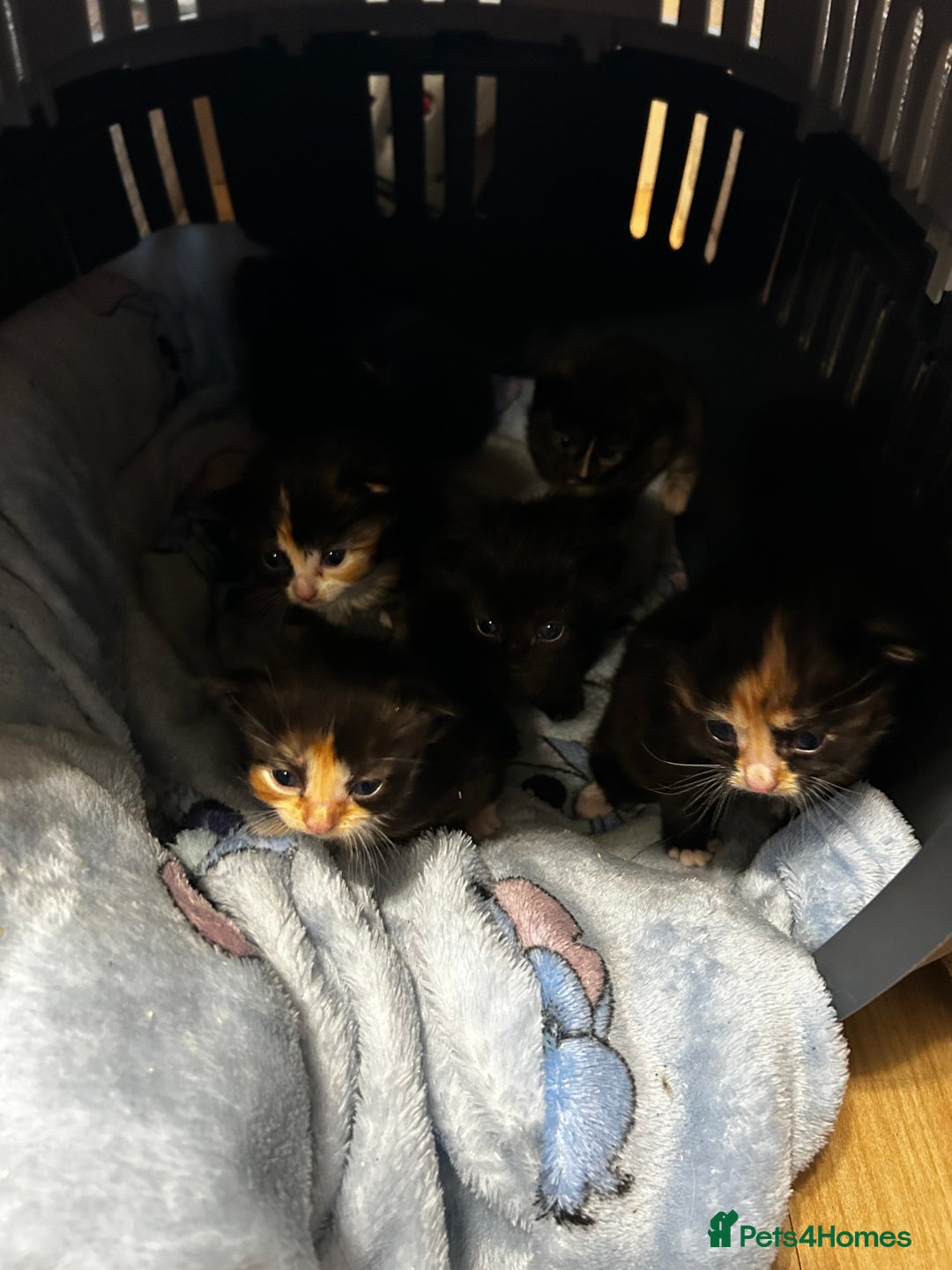 Ragcoon cats for sale: Ragdoll cross Maine coon - Image 17