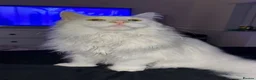 Maine Coon cats for sale: 🐾 Rehoming: Gorgeous Deaf White Maine Coon🐾 - Advert 2