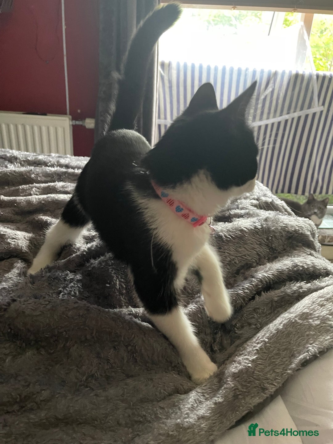 British Longhair cats for sale: Tuxedo Domestic Shorthair & Blue longhair - Image 6