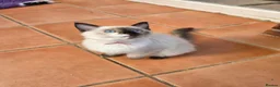 Ragdoll cats for sale: GCCF Reg. Ragdoll kittens. Ready now! - Advert 11