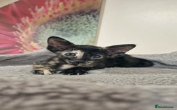 Oriental cats for sale: Oriental and Siamese Gccf registered kittens. - Image 14