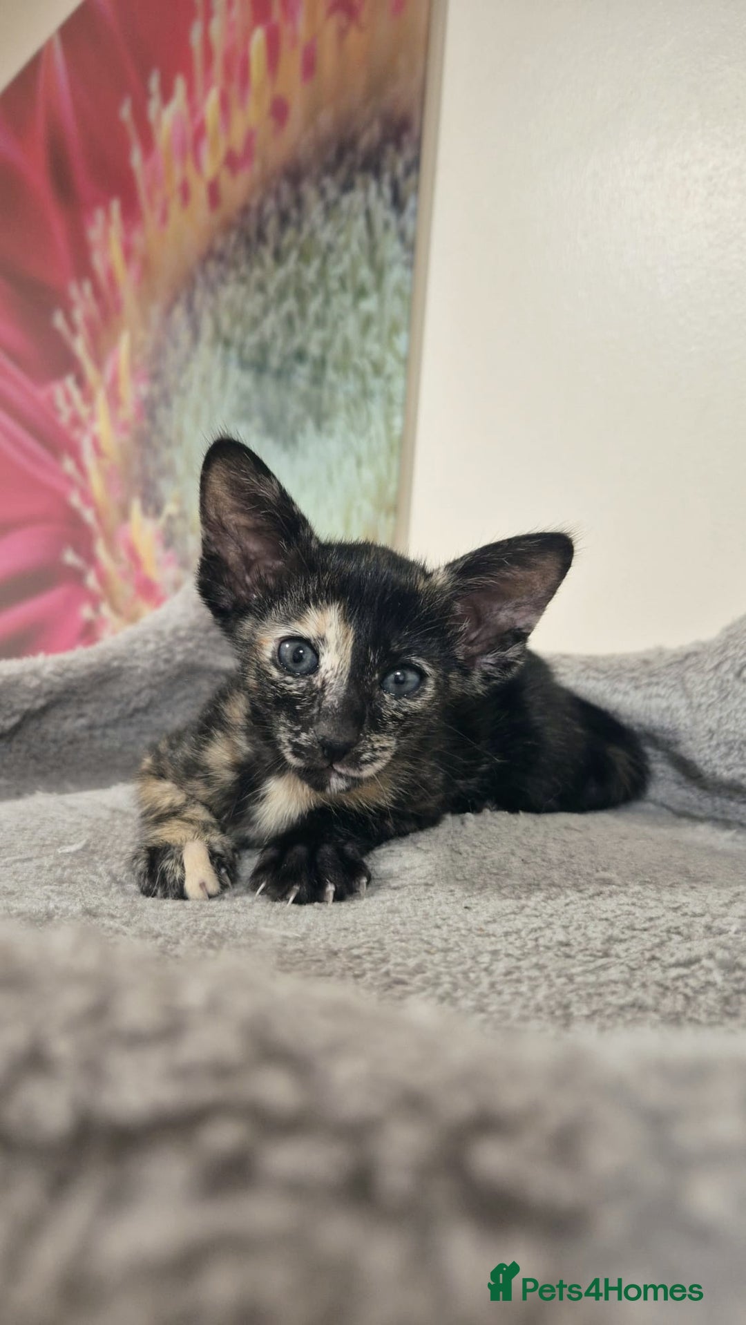 Oriental cats for sale: Oriental and Siamese Gccf registered kittens. - Image 14