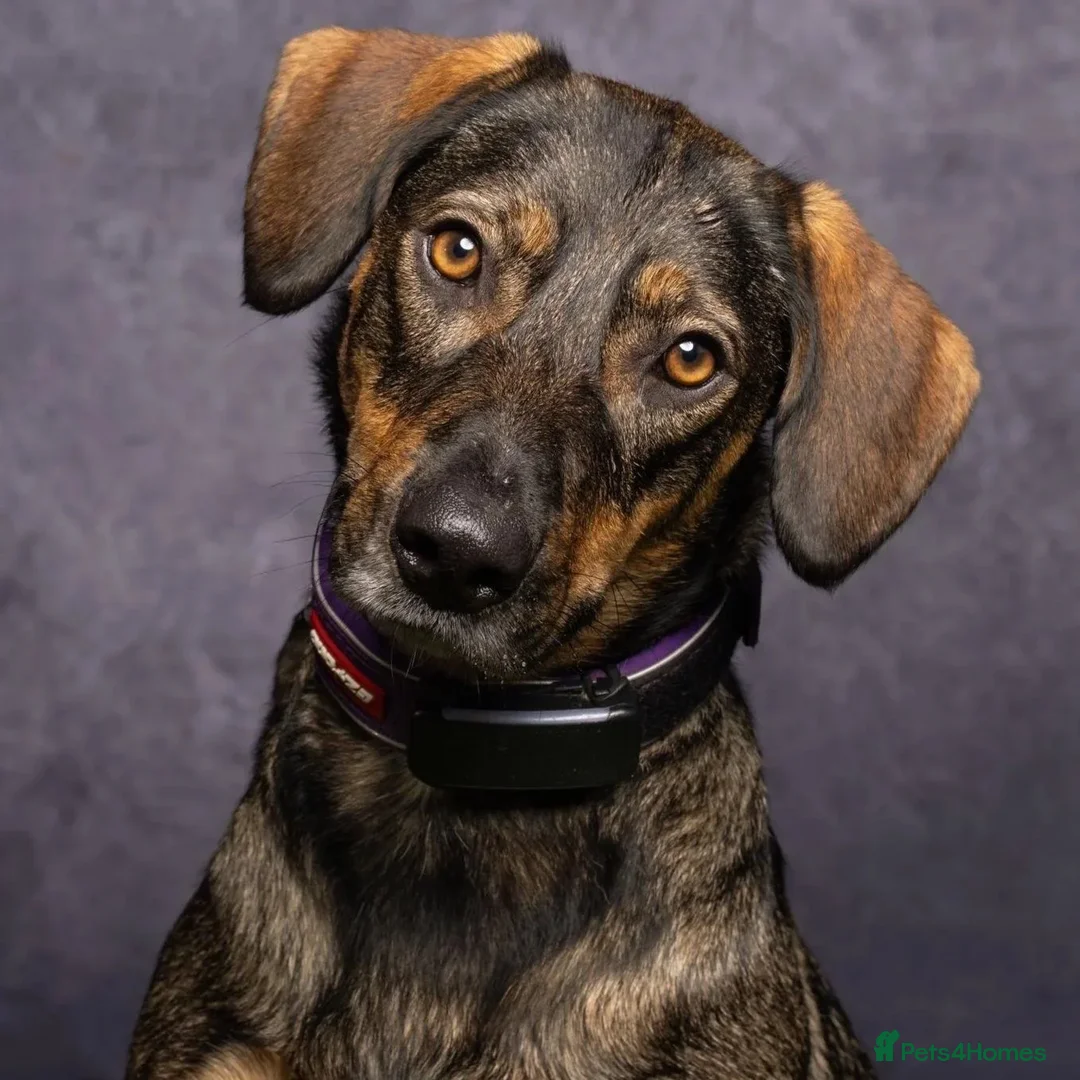 Mixed Breed dogs for adoption: Misty (Shepherd/Hound mix) in Bushey - Advert 1