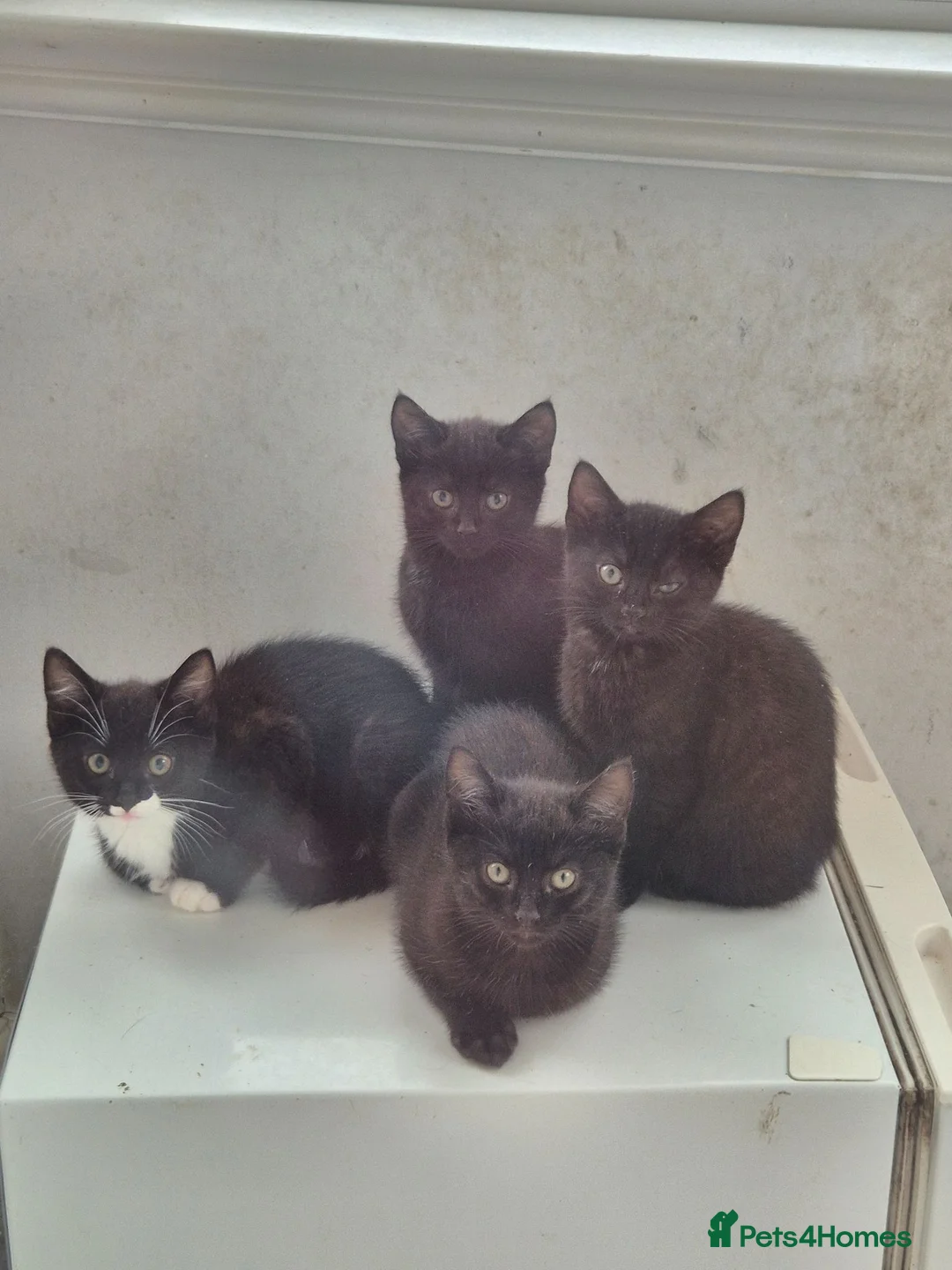 Mixed Breed cats for sale: Kittens - Advert 2