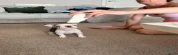 French Bulldog dogs for sale: French bulldogs  - Advert 9