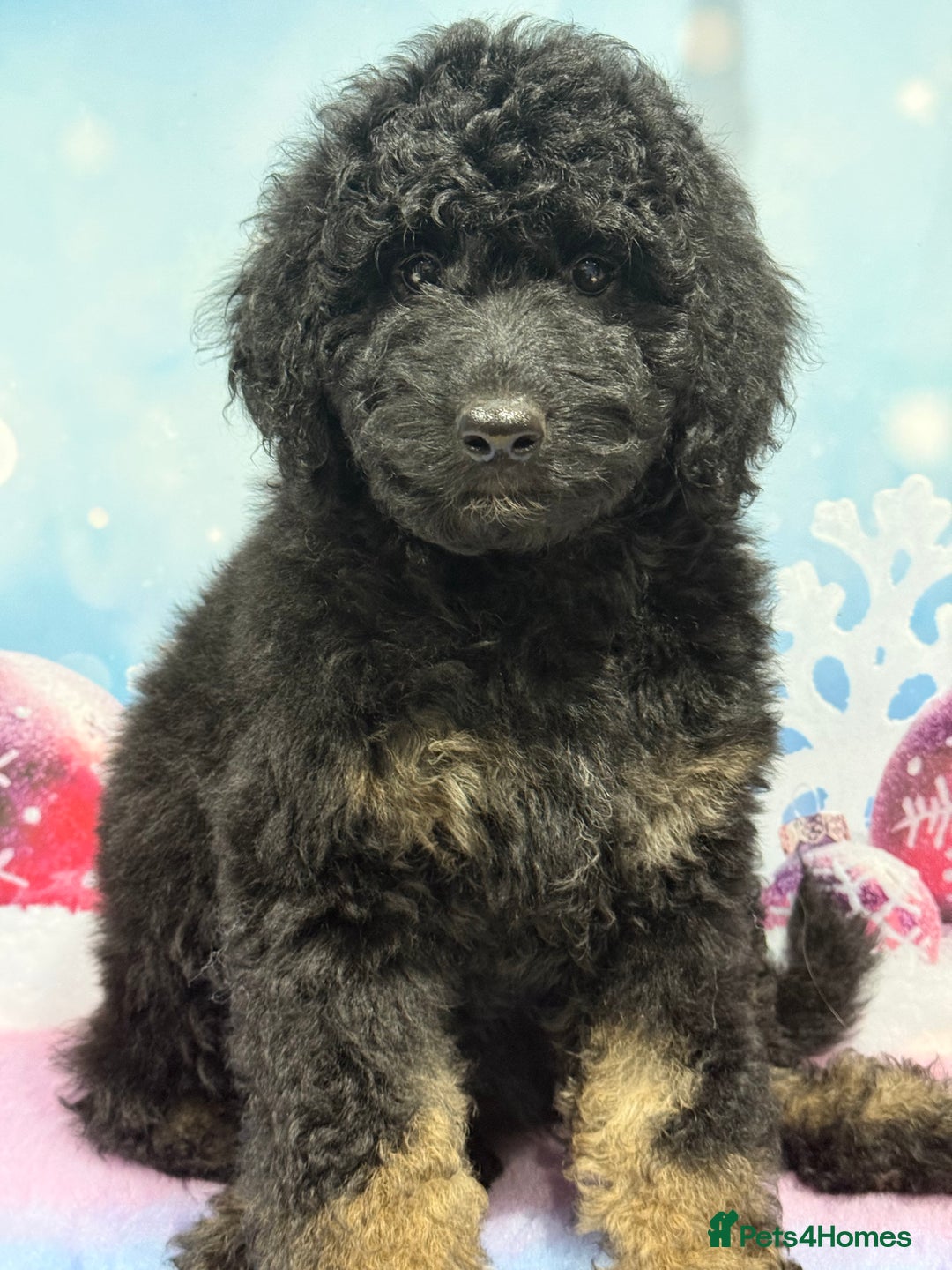 Bernedoodle dogs for sale: Last Miniature health tested Bernedoodle   - Advert 11